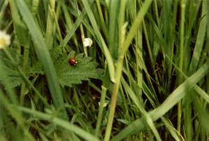 Marienkäfer