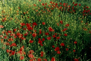 Mohn2